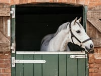Free webinar for horse owners in Wales