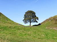 Biblins Youth Campsite to receive Sycamore Gap sapling