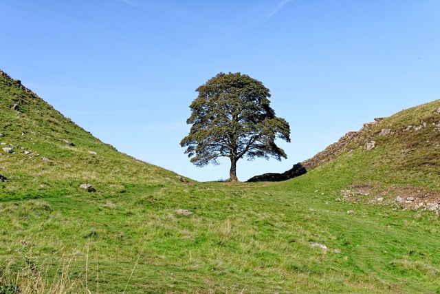 Biblins Youth Campsite to receive Sycamore Gap sapling