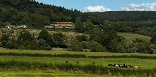 NRW demands bat protection in Monmouth plan