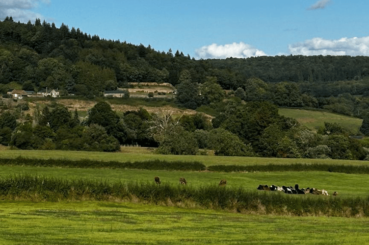 The site of the proposed plan for houses 