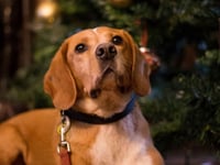 UK dog owners prioritise pet presents