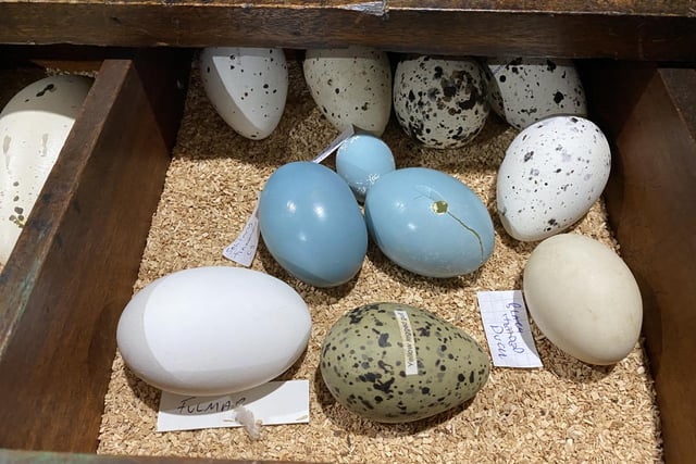 Police op cracks international birds egg conspiracy