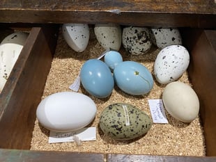 Police op cracks international birds egg conspiracy