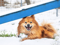 Big freeze: RSPCA tips to keep animals safe as cold snap hits