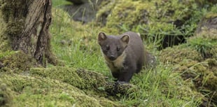 Pine Marten makes a return to Wales