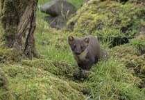 Pine Marten makes a return to Wales