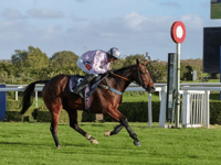 Ryan Potter gears up for busy race meeting