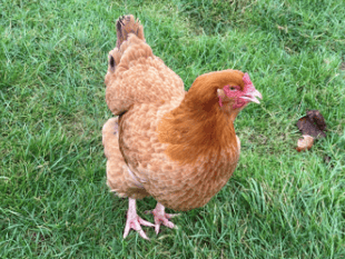 Bird shows, exhibitions and sales halted   as bird flu fears grow