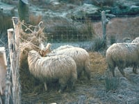 NRW faces backlash over sheep dip permit ban