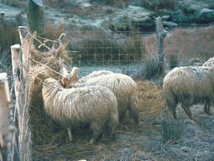 NRW faces backlash over sheep dip permit ban