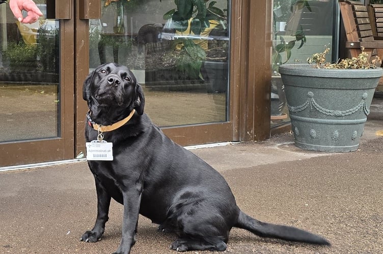 Therapy dog Poppy
