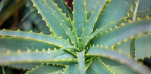 WI hears of the wonders of Aloe Vera