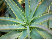 WI hears of the wonders of Aloe Vera