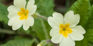A splash of spring colour for the town