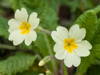 A splash of spring colour for the town