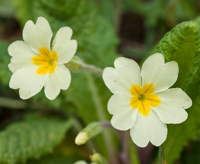 A splash of spring for osbaston