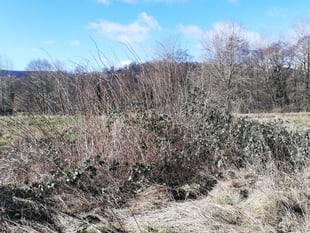 Council to cut Bullpit Meadow