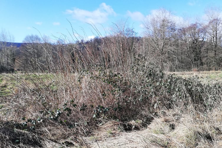 Bullpit Meadow
