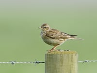 Monmouthshire tree work paused for nesting birds