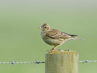Monmouthshire tree work paused for nesting birds
