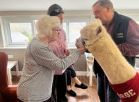 Alpaca visit delights nursing home residents