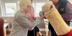 Alpaca visit delights nursing home residents