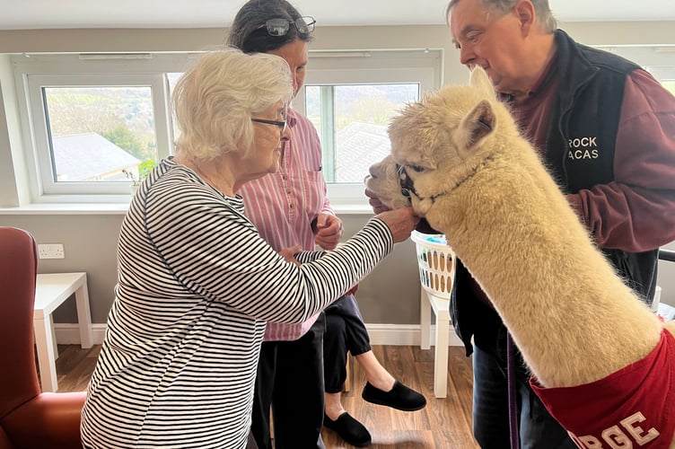 Gibraltar nursing home were visited by alpacas 