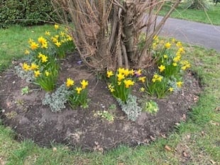 Bailey Park begins to bloom