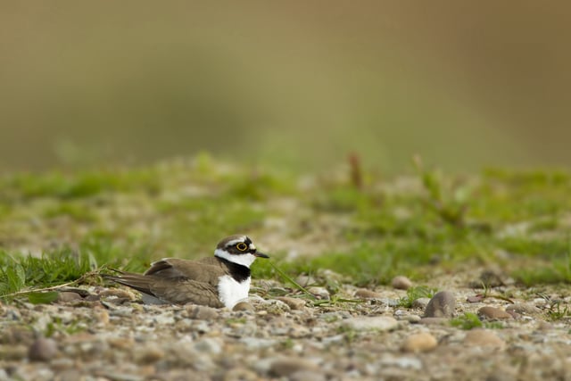 Wales: Leash pets to safeguard birds