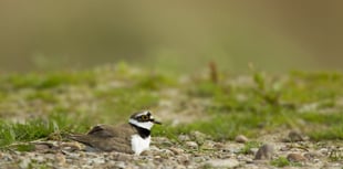 Wales: Leash pets to safeguard birds