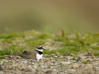 Wales: Leash pets to safeguard birds