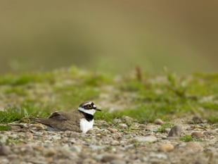 Wales: Leash pets to safeguard birds