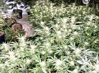 Farmhouse cannabis gang sentenced after Operation Mechanic raid