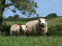 Major reform of Welsh meat promotion body urged by Senedd committee