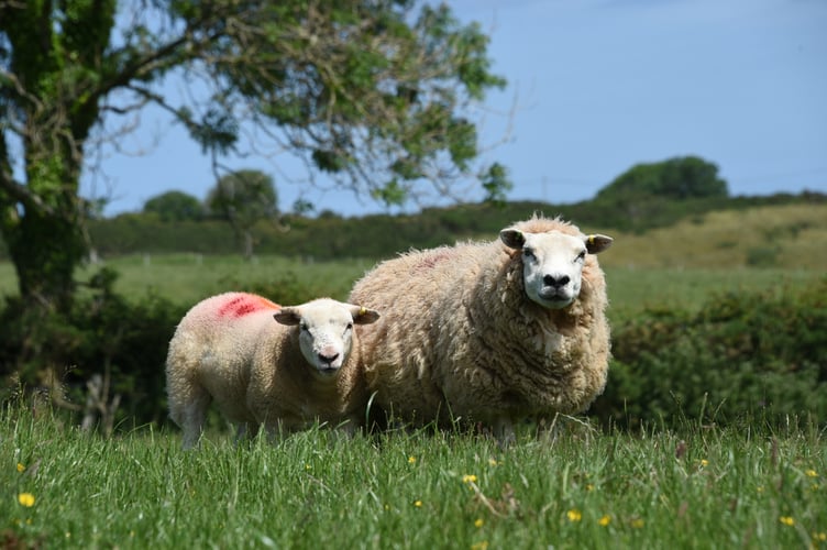 Sheep