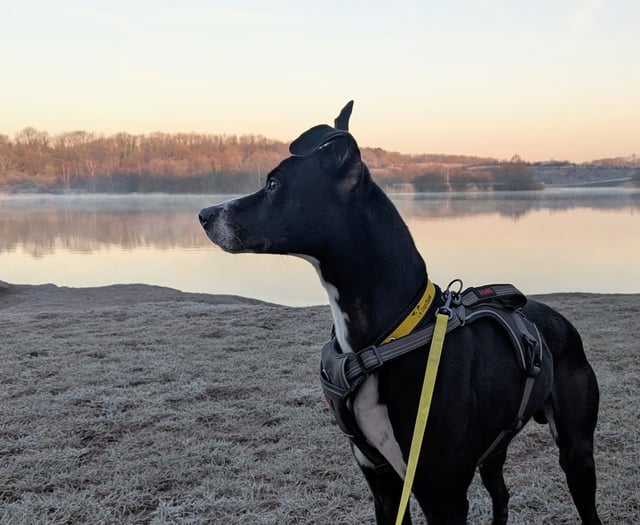 Could you provide a temporary home to a dog in need?