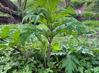 Council warns residents to avoid giant hogweed