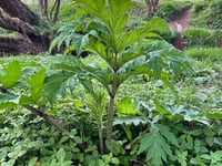 Council warns residents to avoid giant hogweed