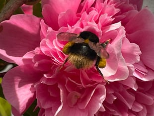 A bumblebee workshop is being held in Trellech