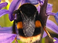 Join the Monmouthshire bee walk