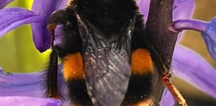 Join the Monmouthshire bee walk
