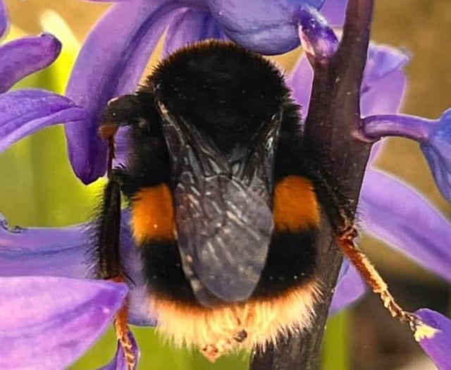 Join the Monmouthshire bee walk