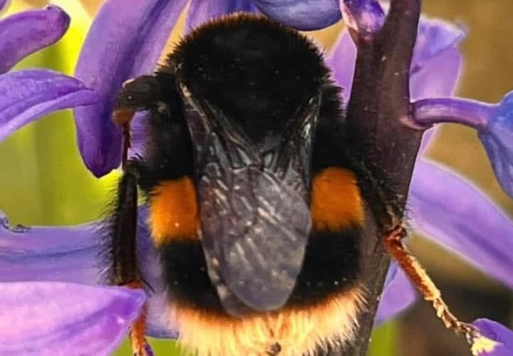 Bumble Bee - Rita Wasliwska