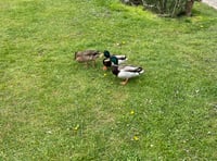 Watch: Happy ducks play in Monmouth
