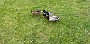 Watch: Happy ducks play in Monmouth