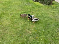 Watch: Happy ducks play in Monmouth