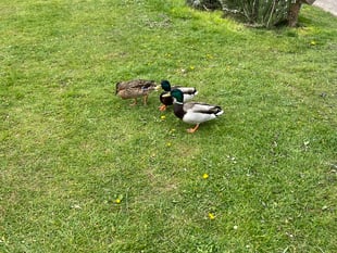 Watch: Happy ducks play in Monmouth