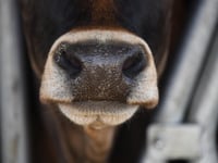 Farming unions welcome all-Wales Bluetongue Restricted Zone