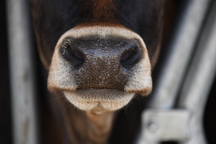 cow